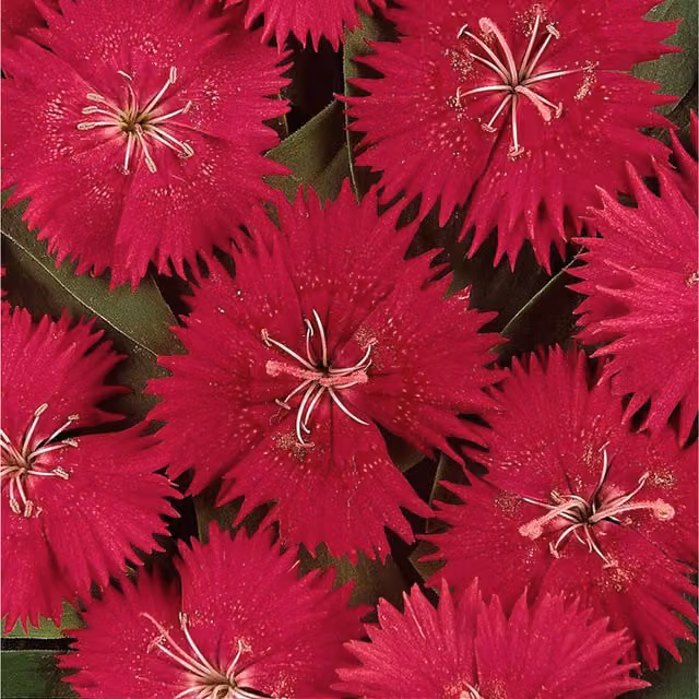 Plants by Post Dianthus Hardy Rose Perennial Garden Plants, Rose Pink, 2 x 1L Pots