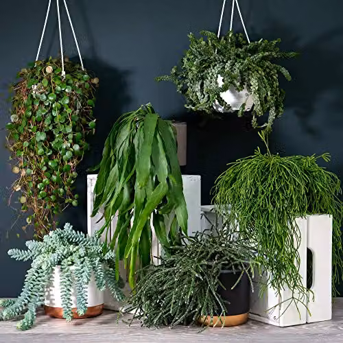 Thompson and Morgan Lucky Dip Hanging Indoor House Plant, Random Variety Selection, 14 cm Pot – 1