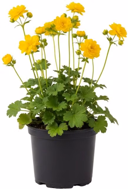 Plants by Post Geum Lady Stratheden Yellow Perennial Cottage Plant, Pack of 6