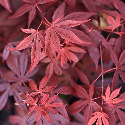 Thompson & Morgan Japanese Maple Acer Palmatum Atropurpureum Ornamental Tree with Purple-Red Foliage, 2 x 10.5cm Potted Plants