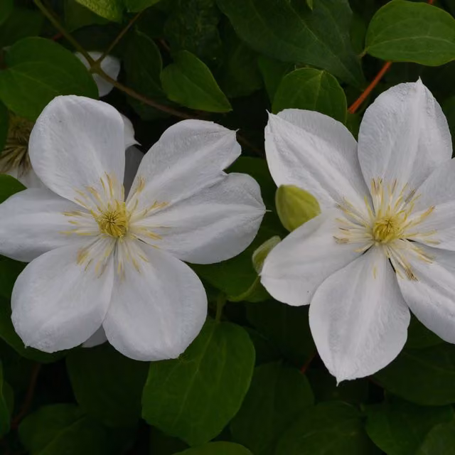 Plants By Post Clematis The Bride White Perennial Climbing Outdoor Plant