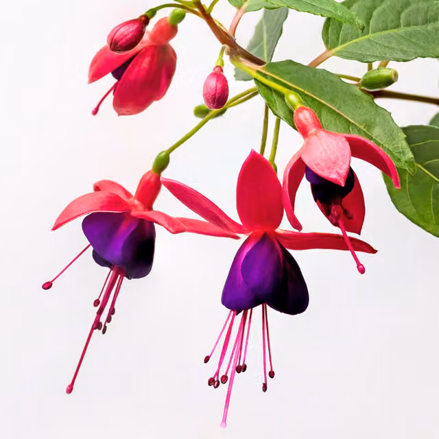 The Rose Press Garden Fuchsia Dollar Princess Ornamental Shrub in Cerise-Red and Purple