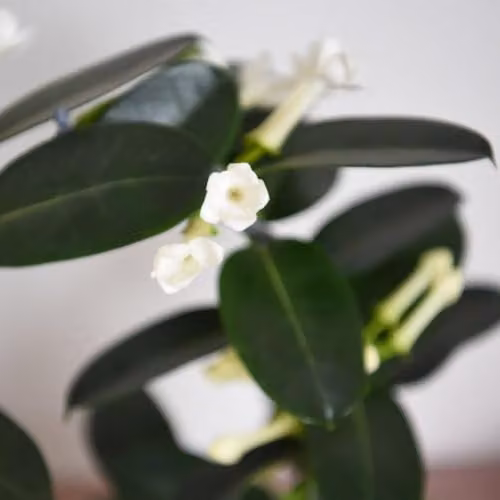 Thompson & Morgan Stephanotis floribunda on Hoop, 2x 12cm Potted Fragrant White Climbing Houseplants – 4