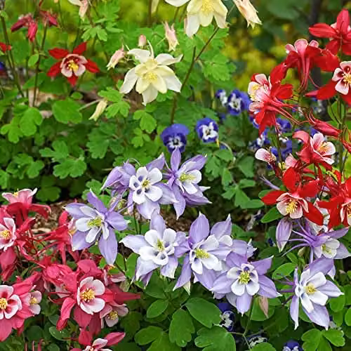 Thompson and Morgan Aquilegia Mrs Scott-Elliott Columbine Hardy Perennial Plants, 12 x Plugs, Multicolour – 2