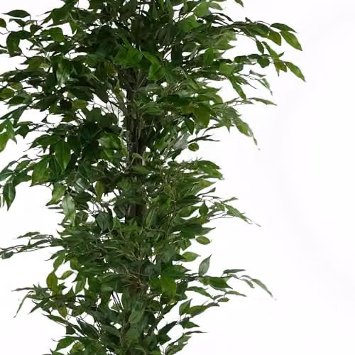 Leaf Design UK Green Artificial Ficus Tree, H 180 cm x W 70 cm x D 70 cm – 3