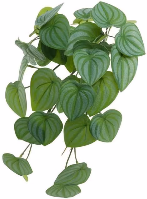 KDMD Trailing Scindapsus Houseplant, Green, 40cm