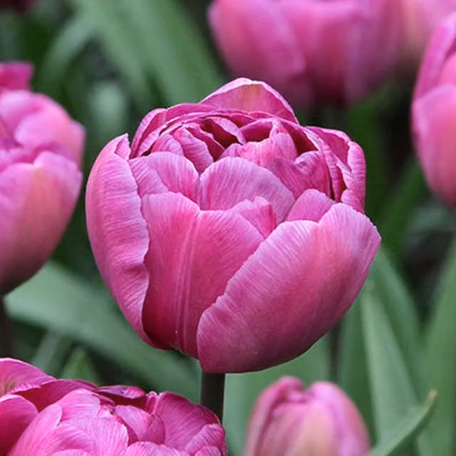 Plants By Post Tulipa Diamond Ornamental Garden Bulbs, Violet Purple, Pack of 15