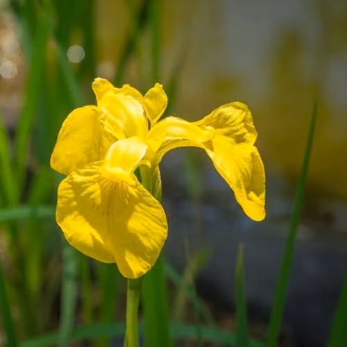 Thompson and Morgan Iris pseudacorus Yellow Flag Hardy British Native Water Iris, 3 x 1 Litre Pots – 1