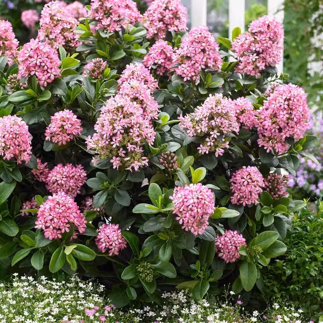 Marshalls Garden Escallonia Leavis Pink Elle Compact Evergreen Ornamental Shrub, Pink, 9cm Pot