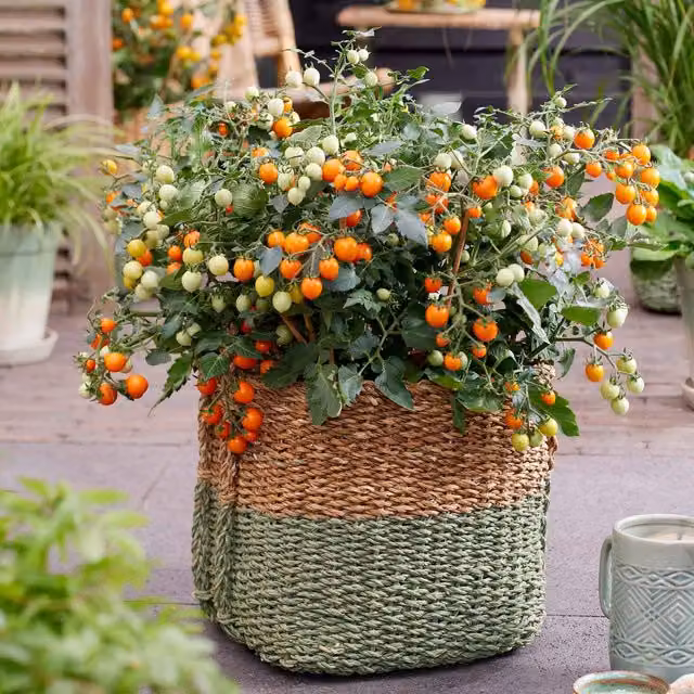 Unwins Tiny Temptations Red Tomato Seeds