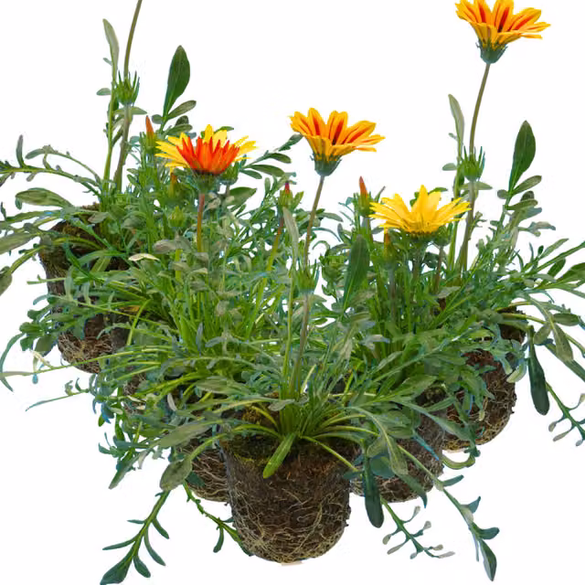 The Rose Press Garden Gazania Bedding Plant, Mixed Yellow and Multicolour, Pack of 6