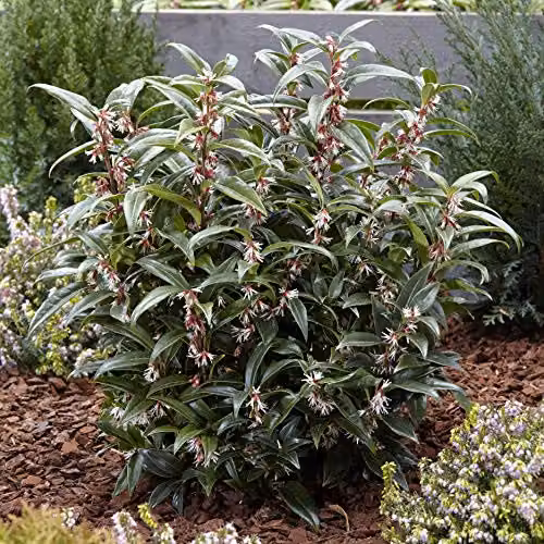 YouGarden Sarcococca hookeriana Winter Gem Hardy Evergreen Ornamental Shrub with White Flowers in 15cm Pot – 2