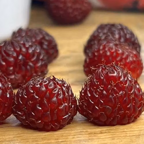 Thompson & Morgan Rubus Hararasp Raspberry Tree, 2 x 5 Litre Potted Plants – 5