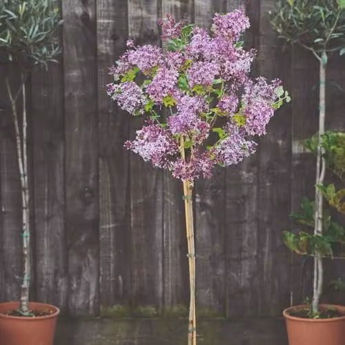 Thompson & Morgan Lilac Palibin Standard Dwarf Tree with Mauve-Pink Blooms, 2 Litre Potted Plant