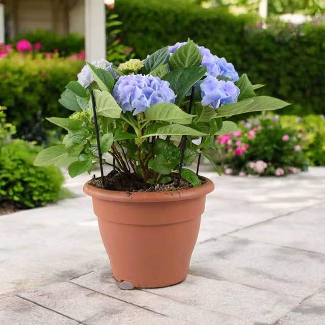 Plants by Post Blue Hydrangea Ornamental Summer Flowering Shrub in a Pot
