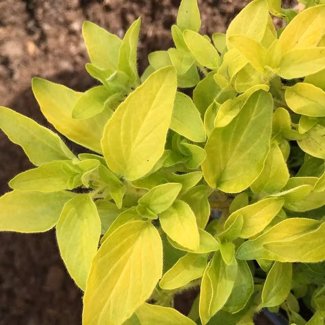 Origanum Vulgare Aureum Golden Marjoram Perennial Herb Garden Plant in a 9cm Pot