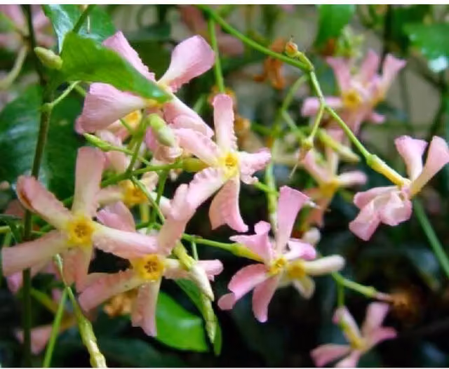 Direct Plants Trachelospermum Star of Ibiza Jasmine Climbing Plant, Pink, 23L Pot