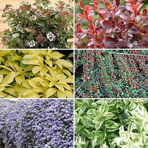 YouGarden Evergreen Ornamental Shrub Collection, Six Multicolour Plants in 9cm Pots – 1