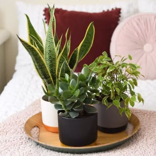 Thompson & Morgan Easy Sleep Collection of 3 Air-Purifying Indoor Potted Plants including Sansevieria Laurentii and Crassula Hulk, 12cm Pots