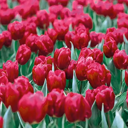 Thompson & Morgan Tulip Barcelona Bright Pink Spring Bulbs, 8 Bulbs – 1