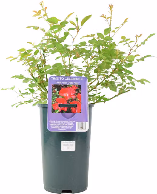 Plants by Post Time to Celebrate Red Patio Rose in a 3L Pot