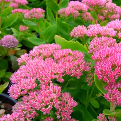 Thompson & Morgan Sedum Spectabile Brilliant Potted Plant with Pink Flowers, 1 Litre