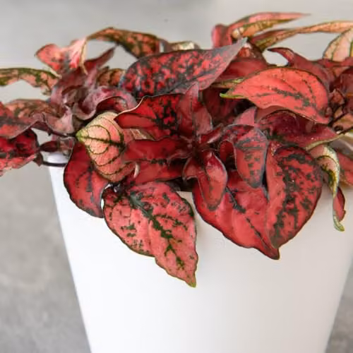 Thompson and Morgan Hypoestes Phyllostachya Red Polka Dot Plant with Red and Green Foliage in a 9cm Pot – 2