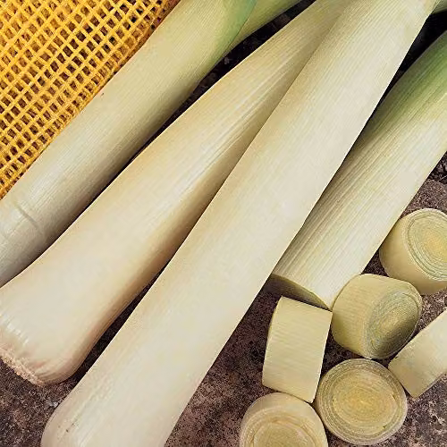Thompson and Morgan Leek Autumn Giant 2 Argenta Vegetable Seeds, 150 Seeds