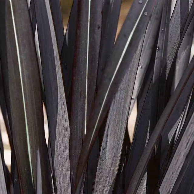 Marshalls Garden Phormium Black Velvet Purple Perennial Ornamental Plant