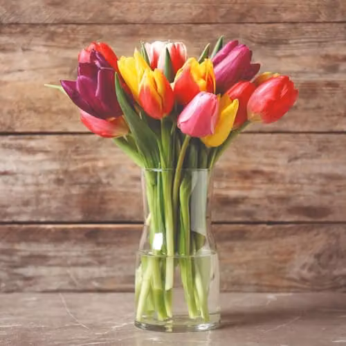 Thompson & Morgan Triumph Mixed Tulip Bulbs, 16 Multicolour Bulbs for Spring Flowering Garden Borders