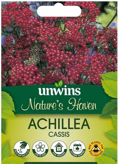 Marshalls Achillea Cassis Red Yarrow Perennial Flower Seeds, 60 Pack