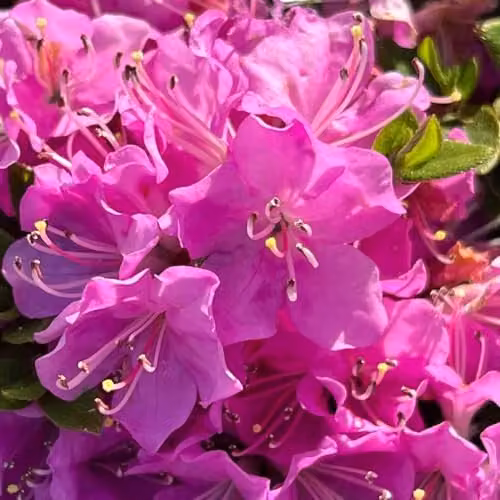 Thompson and Morgan Azalea Japonica Pink Hardy Evergreen Ornamental Shrub, 1x 17cm Potted Plant
