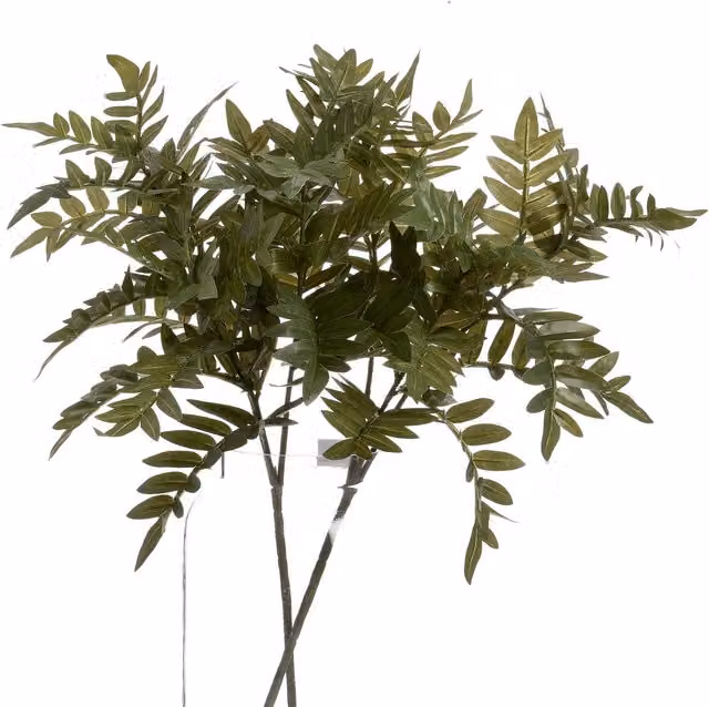KDMK Organic Vibrant Pistach Bunch in Green