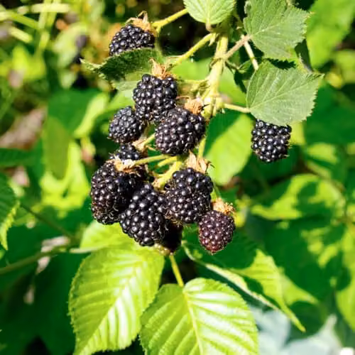 Thompson & Morgan BlackBerry Triple Crown Thornless Semi-Erect Fruit Bush, 2 x 2 Litre Pots