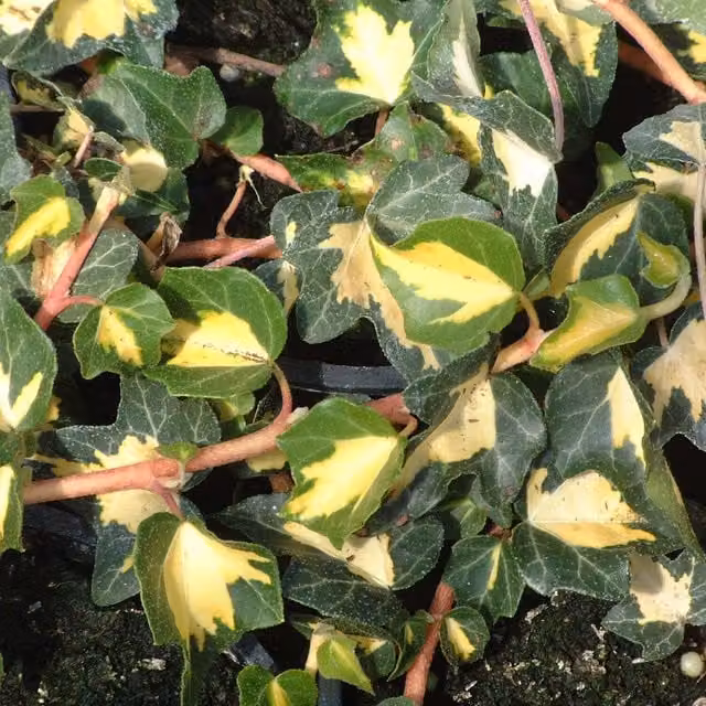 Plants By Post Hedera Helix Goldheart Climber Plant, Green and Yellow