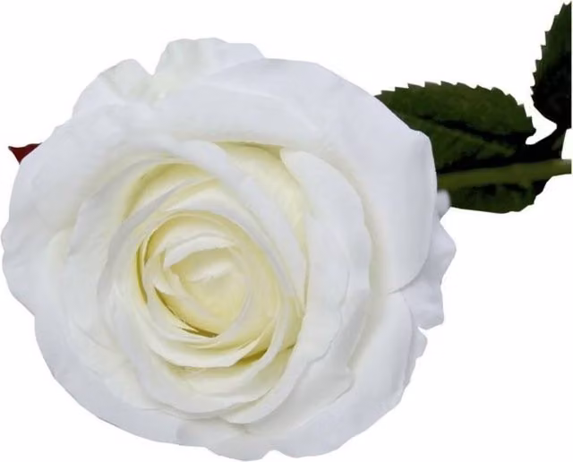 KDMD Small Camelot Open Rose Bridal Ivory White 2 Pack
