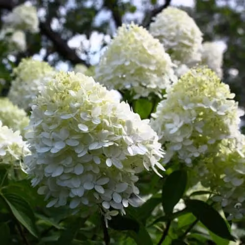 Thompson & Morgan Hydrangea paniculata Limelight Ornamental Shrub, Multicolour, 3 x 3.6 Litre Potted Plants – 1