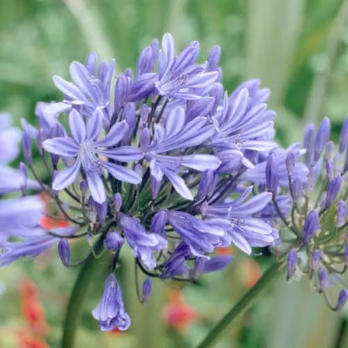 Thompson and Morgan Agapanthus Bluestorm Compact African Lily with Purple Flowers, 2 x 9cm Pots