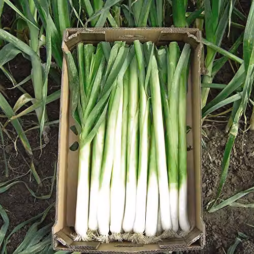 Thompson & Morgan Bulgaarse Reuzen Leek Seeds, Hardy Biennial Allium Porrum, 1 Packet