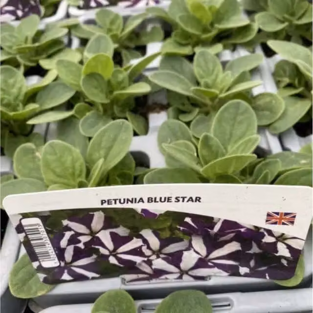 Plants by Post Blue Star Petunia Bedding Plants, 12 Pack