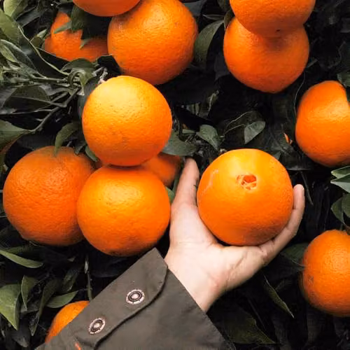 YouGarden Blood Orange Citrus Fruit Tree in a 4 Litre Pot, Height: 80 cm – 2