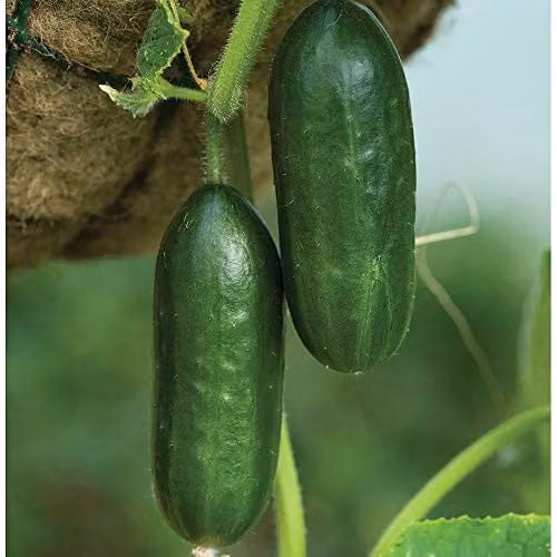 Thompson & Morgan Mini Munch F1 Cucumber Seeds, RHS AGM Variety, 1x Seed Packet