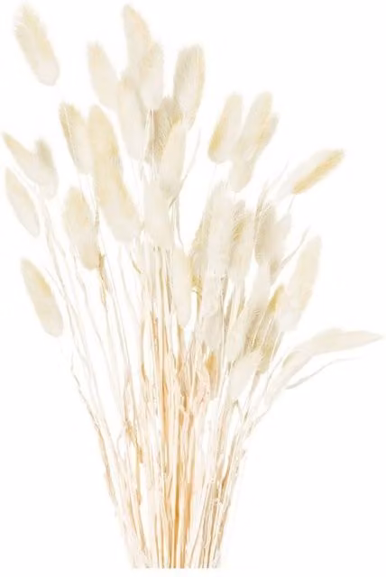 KDMD Lagurus Dried Bunny Tail Grass Bunch in White and Beige