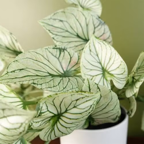 Botanik Realistic Variegated Potted Alocasia Artificial Trailing Plant in Green and White – 2