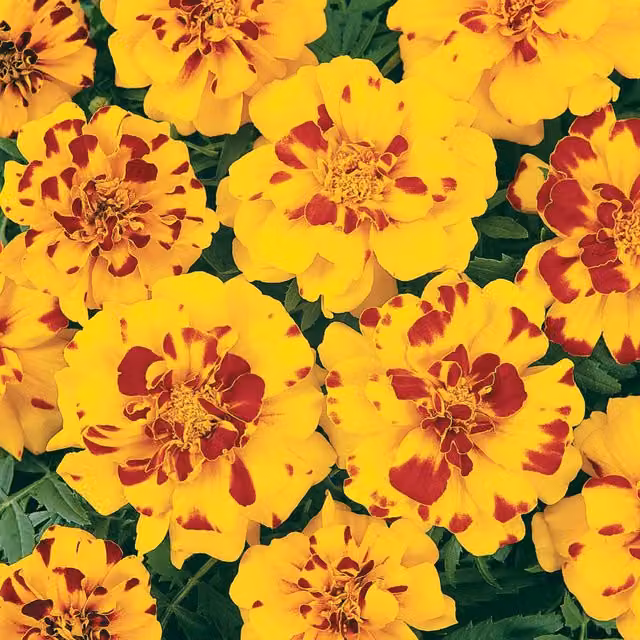 Unwins Marigold French Durango Bolero Flower Seeds, Yellow