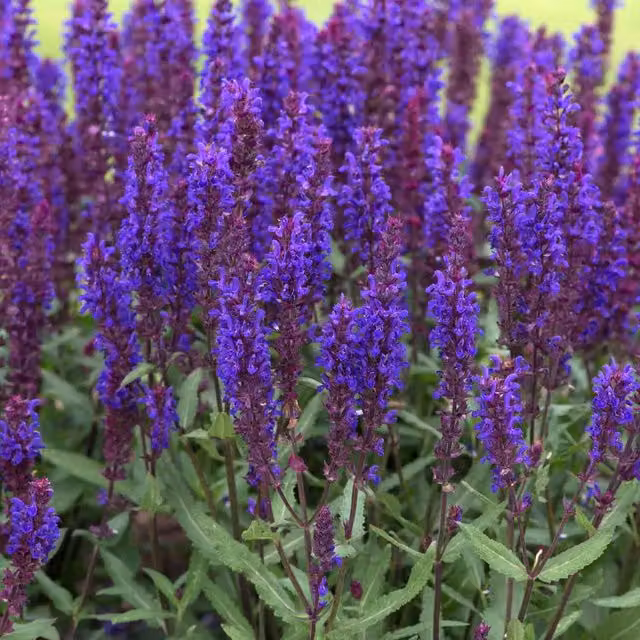 Marshalls Garden Salvia Salvatore Blue bedding plant, Blue/Purple