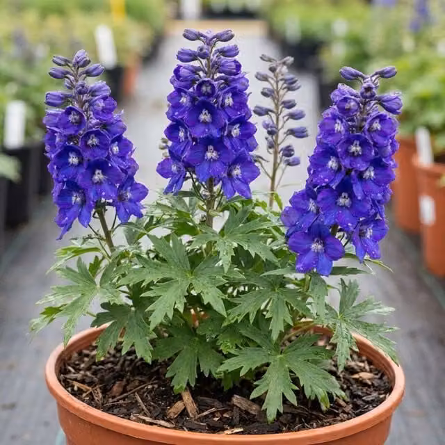 Plants By Post Delphinium Pixie Neptune Rocket Blue Perennial Shrub, 3L