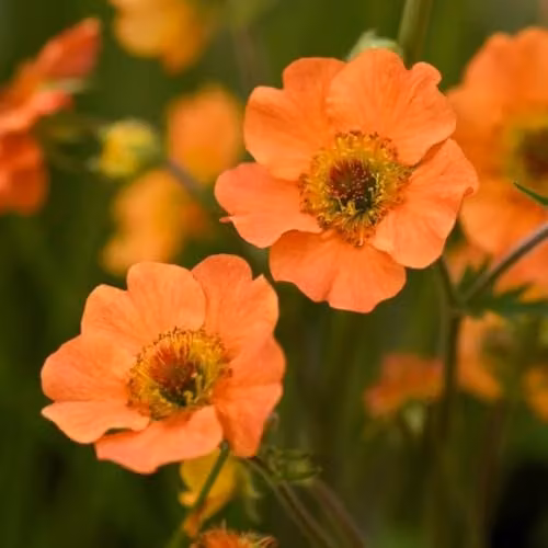 Thompson & Morgan Geum Totally Tangerine Orange Perennial Plants, 2 x 9cm Pots – 1