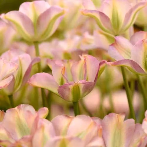 Thompson & Morgan Tulip Greenland Late Flowering Pink and Green Bulbs, 8 Bulbs