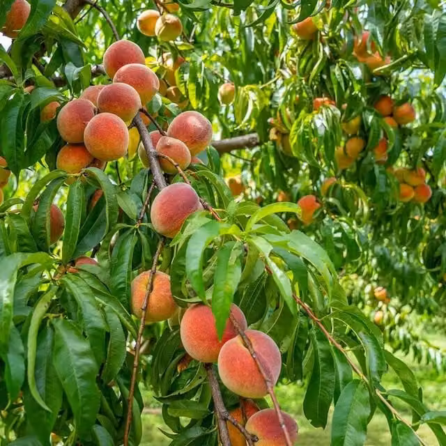 Direct Plants 2x Large Rochester Peach Trees, 5-6ft Tall, Green and Pink Fruit Trees for Patio Pots